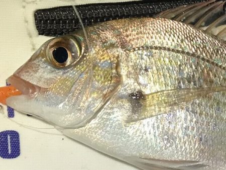 チャリコング楽しそう